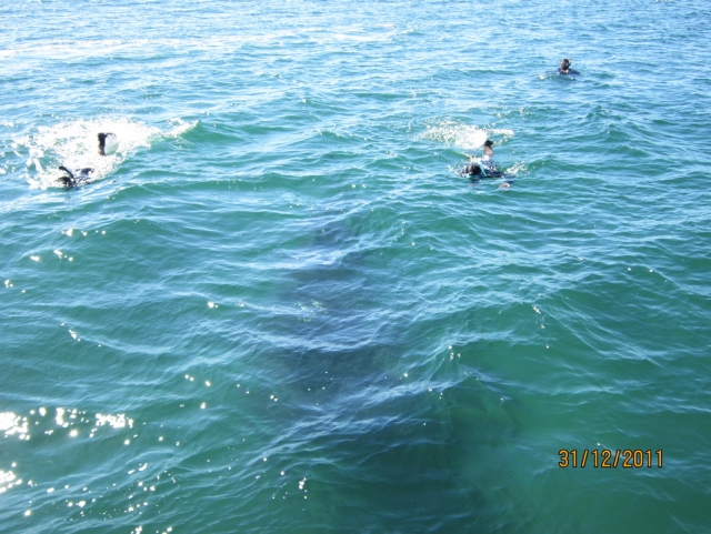 Snorkel en mar abierto